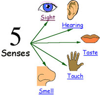 Picture of the 5 senses