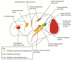 Picture of Brain Showing Areas Responsible for Processing Sensations
